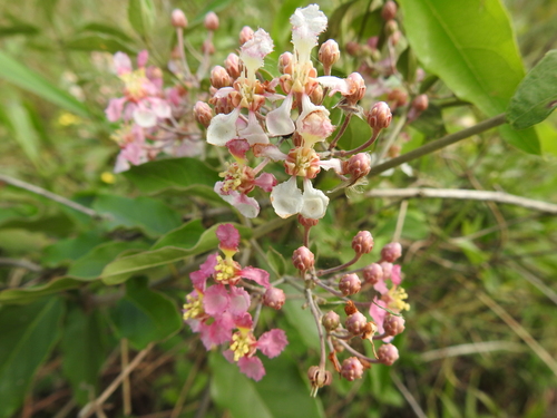 Banisteriopsis muricata, photograph 4