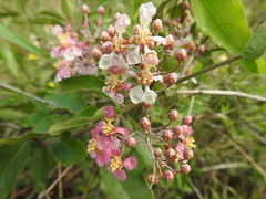 Banisteriopsis muricata, photograph (c) Cecilia Fer Díaz, some rights reserved (CC BY)