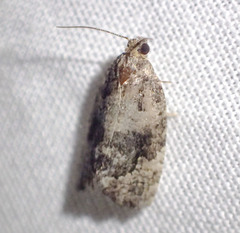 Asthenoptycha