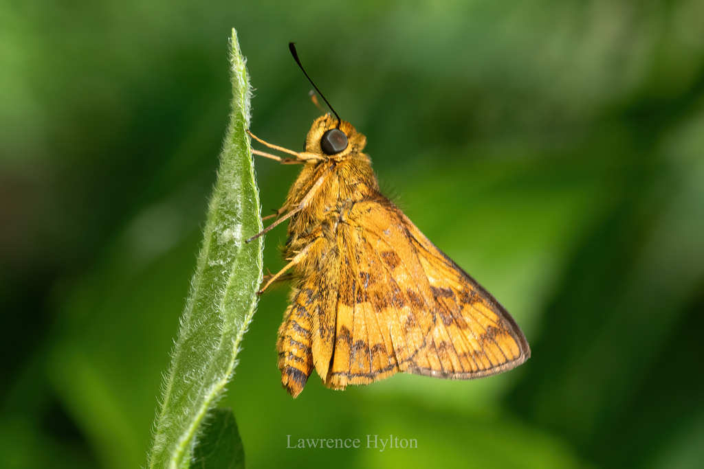 Vestigial-spot Dart