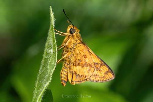 Vestigial-spot Dart