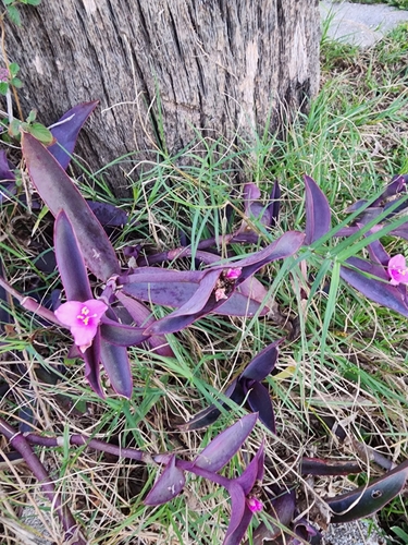 Foto de Trapoeraba-roxa