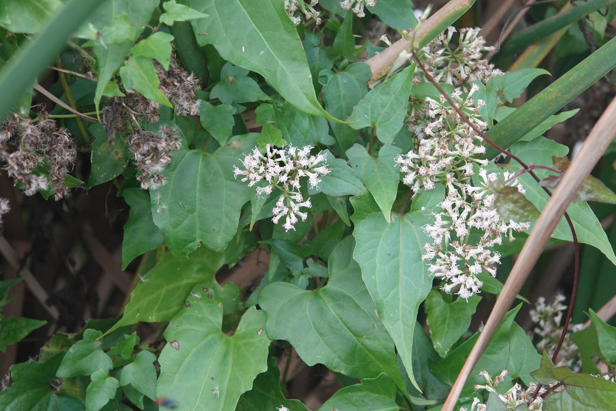 Imagem de Guaco-do-jardim