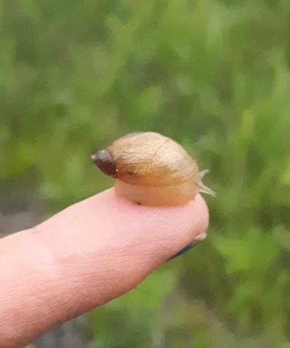 Oval Ambersnail