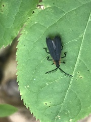 Leptoceletes basalis