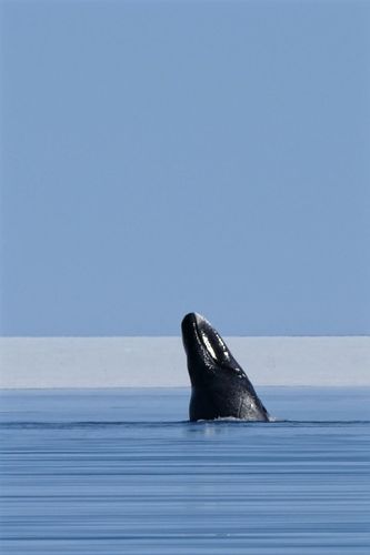 Bowhead whale