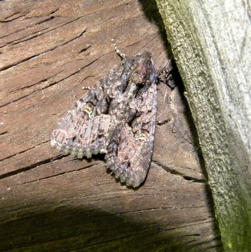 Common rustic
