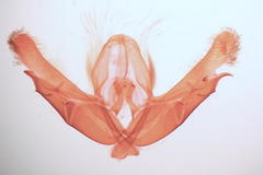 Acronicta radcliffei