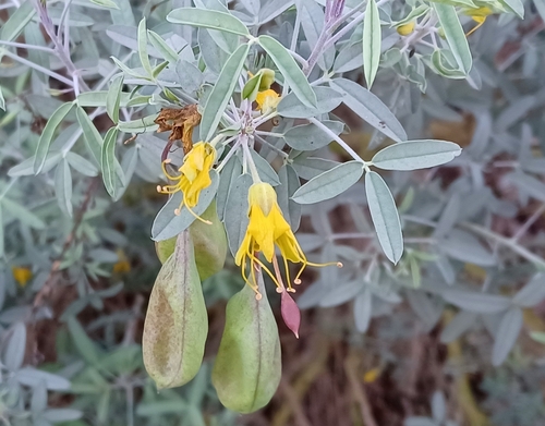 iNaturalist observation photo of Bladderpod