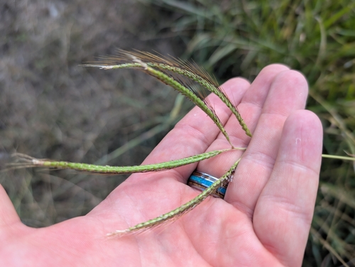 Foto de Capim-aristida