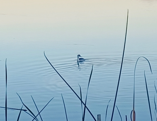 iNaturalist observation photo of Western Grebe