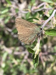 Callophrys affinis apama