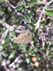 Callophrys affinis apama