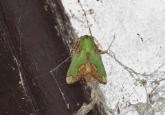 Parasa pastoralis