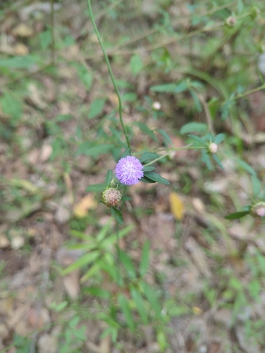 Image of Blue Bonnet (Centratherum riparium) by no rights reserved