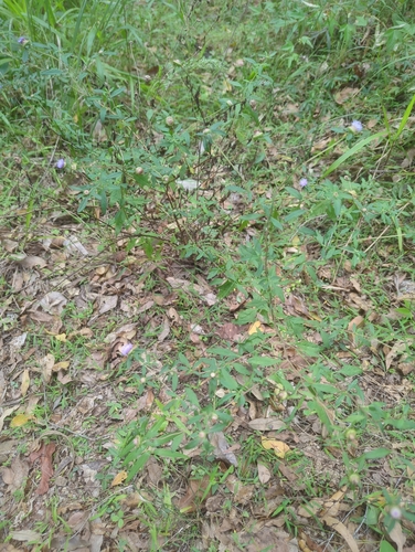 Image of Blue Bonnet (Centratherum riparium) by no rights reserved
