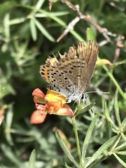 Euphilotes spaldingi