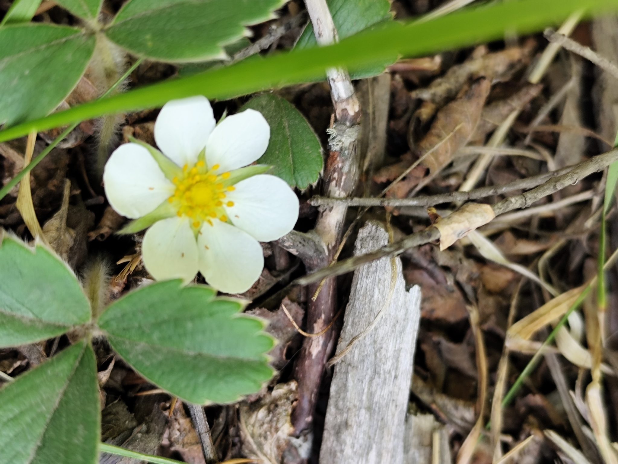 Imagem de Morango-silvestre