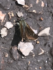 Piruna pirus