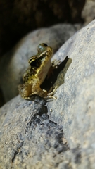 Odorrana tianmuii