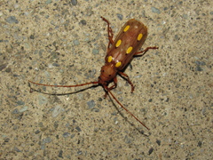 Coccoderus sexguttatus