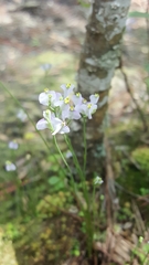 Burmannia biflora
