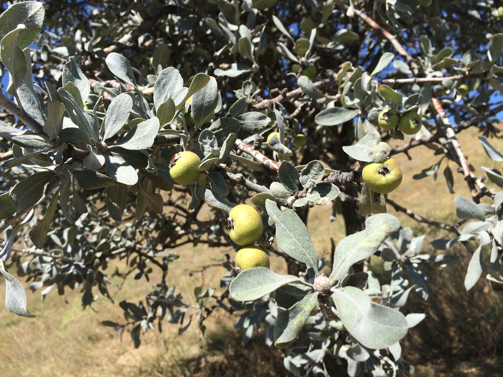 Pyrus elaeagrifolia; photograph (c) Serdar Ölez, some rights reserved (CC BY-SA)