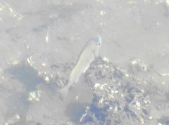 Acanthopagrus schlegelii