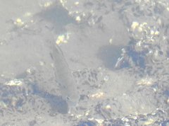 Acanthopagrus schlegelii