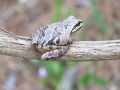 Hyla wrightorum
