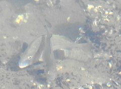 Acanthopagrus schlegelii
