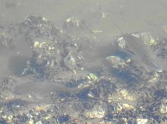 Acanthopagrus schlegelii