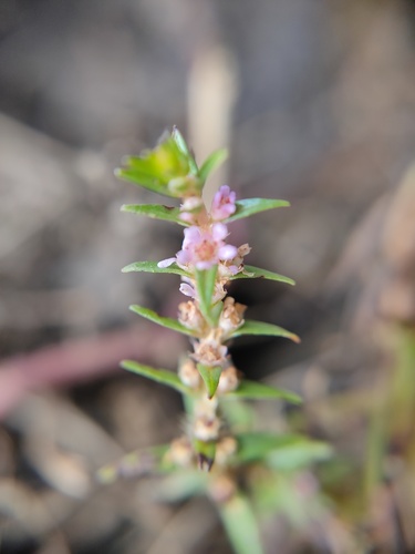 Rotala rosea iNat (2)