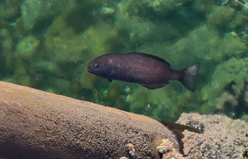Brown rudderfish (Icichthys lockingtoni) — Centrolophidae
