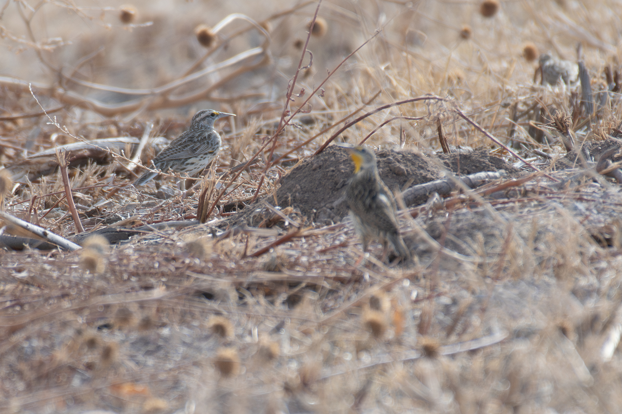 Chihuahuan Meadowlark (Sturnella lilianae), photo 9