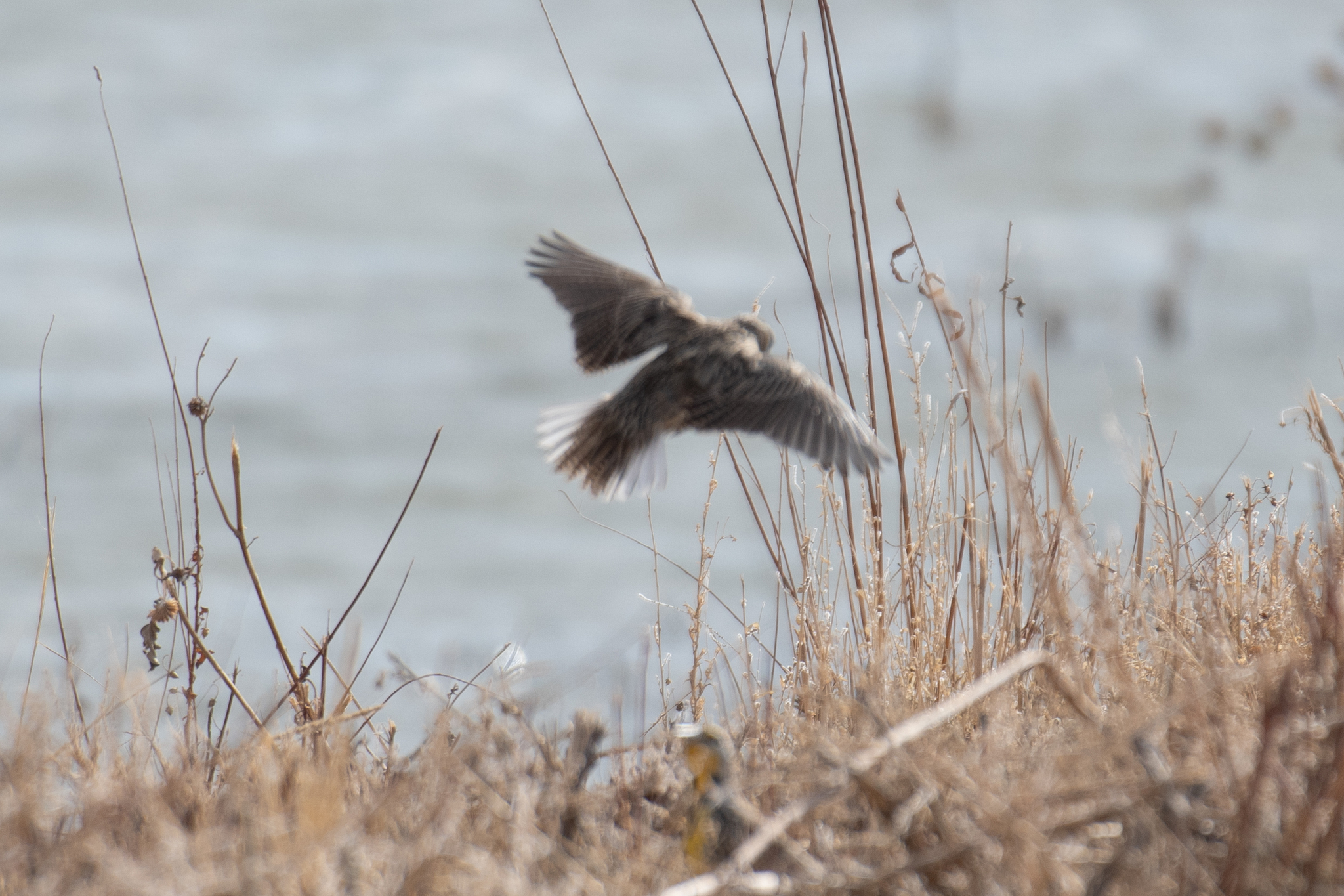 Chihuahuan Meadowlark (Sturnella lilianae), photo 8