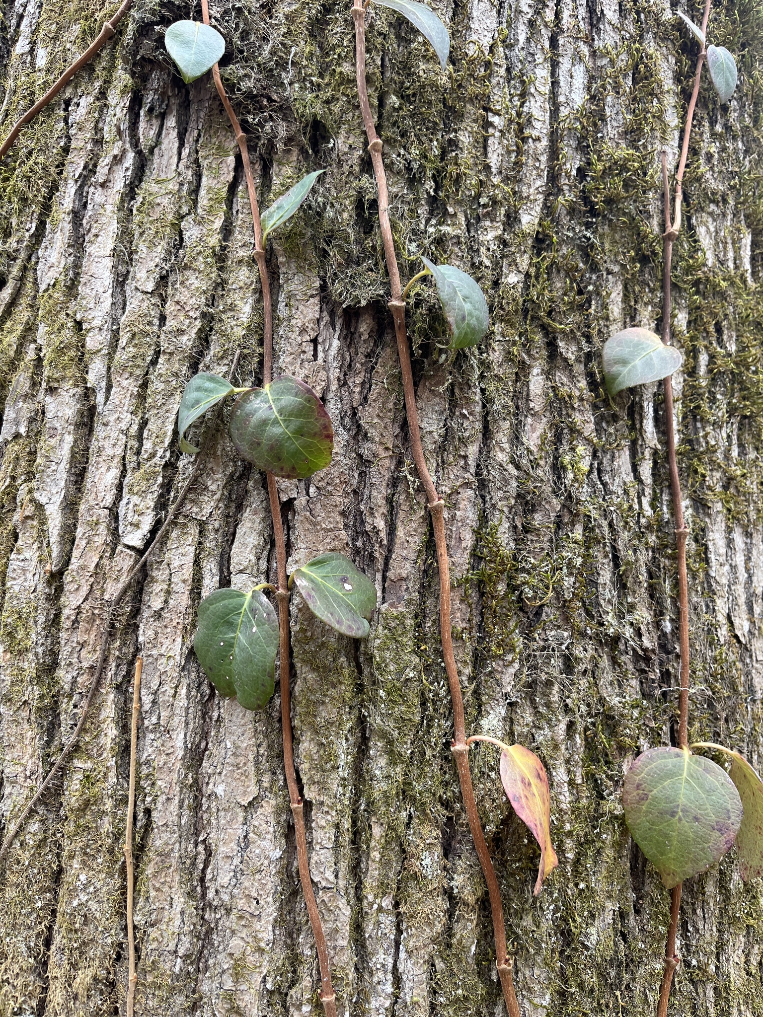 Imagem de Cipó-uva