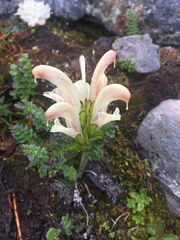 Pedicularis capitata
