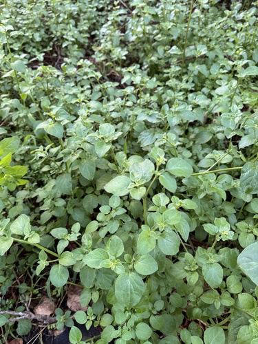 Foto de Batata-de-purga