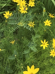 Coreopsis verticillata