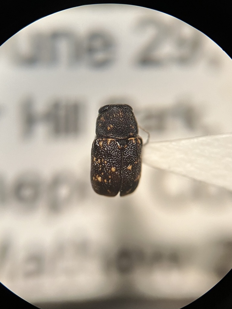Pachybrachis atomarius