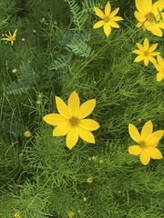 Coreopsis verticillata
