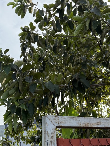Foto de Pombeiro