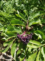 Sambucus racemosa melanocarpa