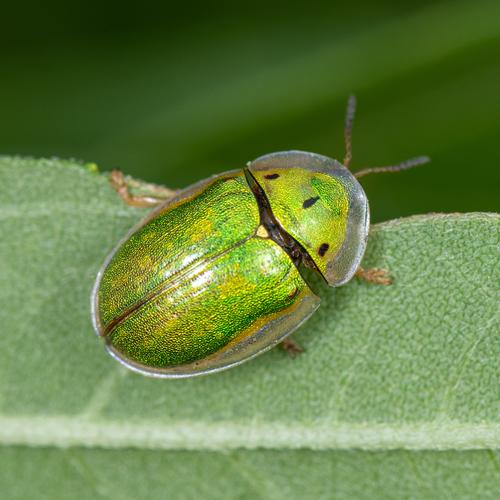 Physonota helianthi (Randall, 1838)