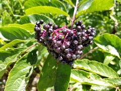 Sambucus racemosa melanocarpa