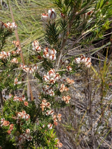 Image of Erica triflora by (c) Michael D. Pirie, some rights reserved (CC BY)