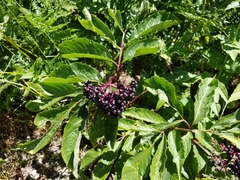 Sambucus racemosa melanocarpa