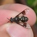 Furious Deer Fly - Photo (c) Nathaniel Sharp, some rights reserved (CC BY-NC), uploaded by Nathaniel Sharp