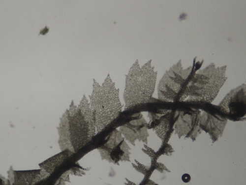 Lophocolea spinosa observed 2024-12-15